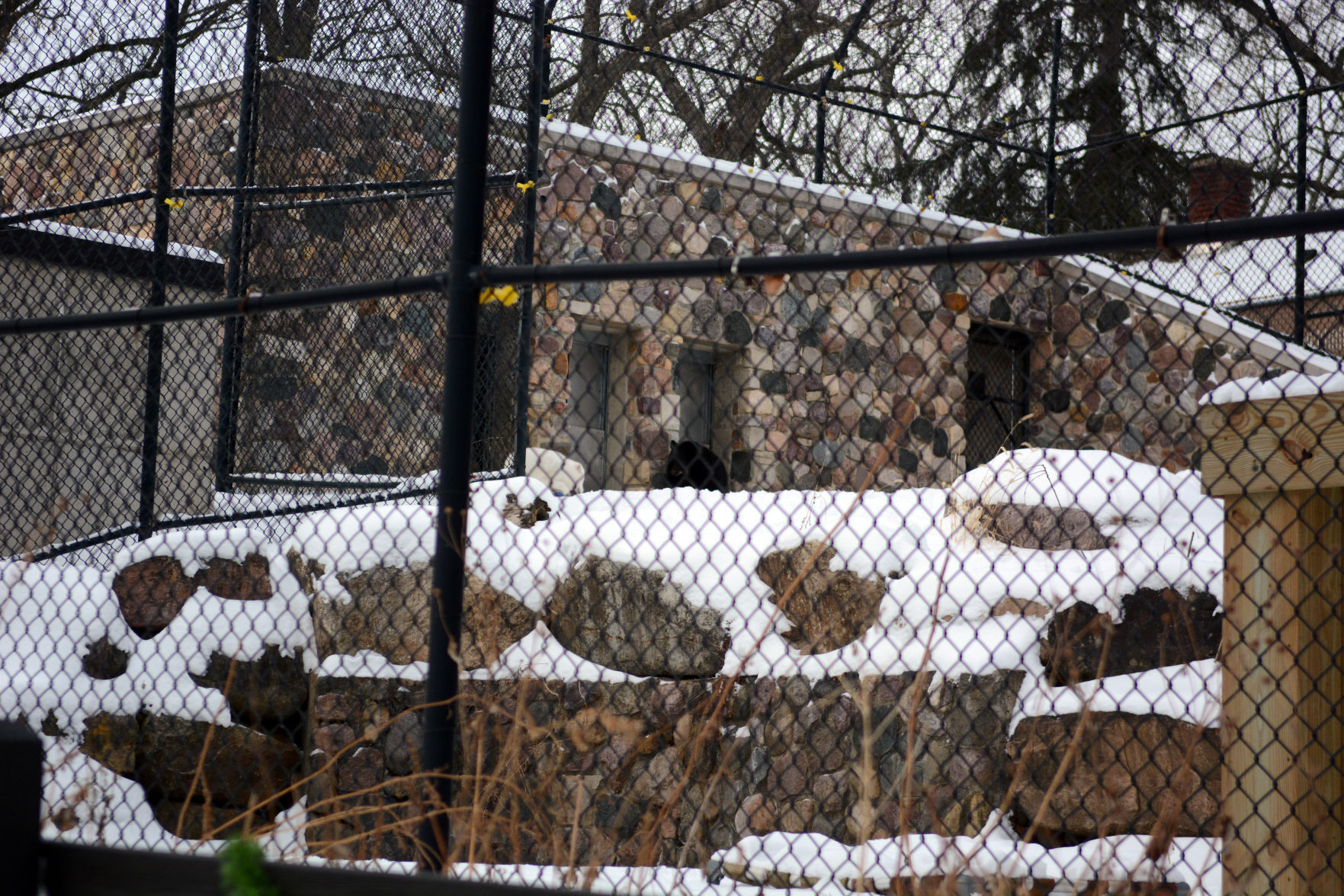 New bear at Ochsner Park Zoo